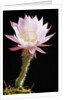 Cactus Flower by Anonymous