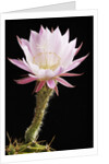 Cactus Flower by Anonymous