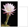 Cactus Flower by Anonymous