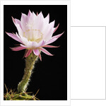 Cactus Flower by Anonymous
