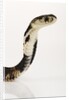 Chinese Cobra by Anonymous