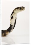 Chinese Cobra by Anonymous