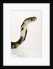 Chinese Cobra by Anonymous