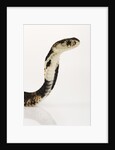 Chinese Cobra by Anonymous