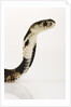 Chinese Cobra by Anonymous