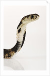 Chinese Cobra by Anonymous