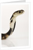 Chinese Cobra by Anonymous