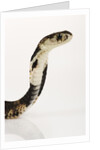 Chinese Cobra by Anonymous