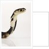 Chinese Cobra by Anonymous