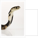 Chinese Cobra by Anonymous