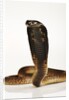 Moroccan Cobra by Anonymous