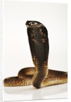 Moroccan Cobra by Anonymous