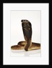 Moroccan Cobra by Anonymous