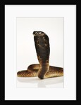 Moroccan Cobra by Anonymous