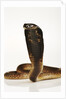 Moroccan Cobra by Anonymous