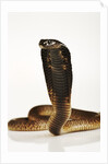Moroccan Cobra by Anonymous