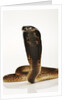 Moroccan Cobra by Anonymous