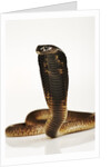 Moroccan Cobra by Anonymous