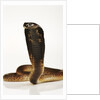 Moroccan Cobra by Anonymous