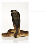 Moroccan Cobra by Anonymous