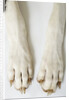 Great Dane Paws by Anonymous