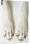 Great Dane Paws by Anonymous