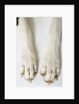 Great Dane Paws by Anonymous