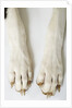 Great Dane Paws by Anonymous