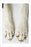 Great Dane Paws by Anonymous