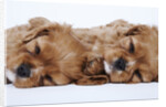 Cavalier King Charles Spaniel Puppies Lying Down by Anonymous