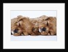Cavalier King Charles Spaniel Puppies Lying Down by Anonymous