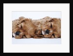 Cavalier King Charles Spaniel Puppies Lying Down by Anonymous