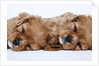 Cavalier King Charles Spaniel Puppies Lying Down by Anonymous