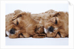 Cavalier King Charles Spaniel Puppies Lying Down by Anonymous