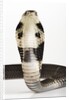 Chinese Cobra by Anonymous
