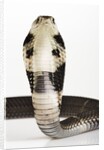 Chinese Cobra by Anonymous