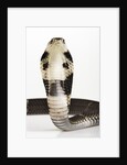 Chinese Cobra by Anonymous
