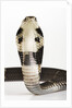 Chinese Cobra by Anonymous
