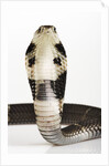 Chinese Cobra by Anonymous