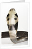 Chinese Cobra by Anonymous