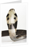 Chinese Cobra by Anonymous