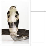 Chinese Cobra by Anonymous