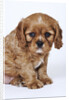 Cavalier King Charles Spaniel Puppy by Anonymous