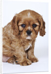 Cavalier King Charles Spaniel Puppy by Anonymous