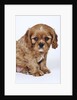 Cavalier King Charles Spaniel Puppy by Anonymous