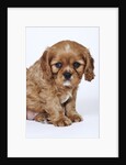 Cavalier King Charles Spaniel Puppy by Anonymous