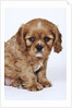 Cavalier King Charles Spaniel Puppy by Anonymous