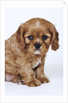 Cavalier King Charles Spaniel Puppy by Anonymous