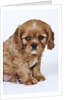 Cavalier King Charles Spaniel Puppy by Anonymous