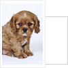 Cavalier King Charles Spaniel Puppy by Anonymous